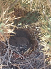 Toxostoma curvirostre