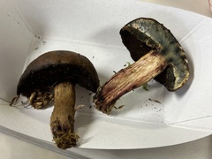 Boletus vermiculosus