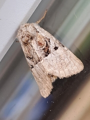 Meropleon diversicolor