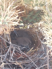 Toxostoma curvirostre