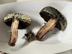 Boletus vermiculosus
