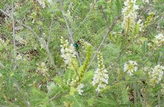 Augochloropsis metallica