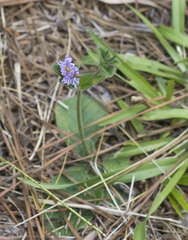 Elephantopus tomentosus