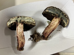 Boletus vermiculosus
