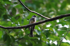 Rhipidura rufiventris