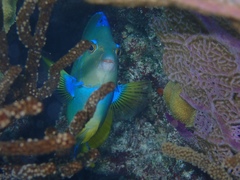 Holacanthus bermudensis