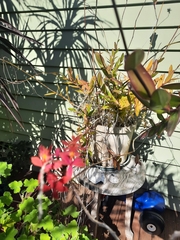Epidendrum ibaguense