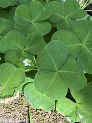 Oxalis trilliifolia