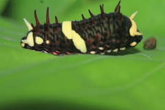 Papilioninae