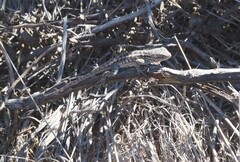 Sceloporus occidentalis bocourtii
