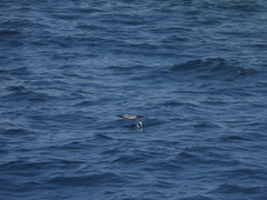 Pelagodroma marina
