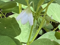 Oxalis trilliifolia