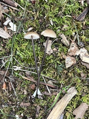 Cyanula