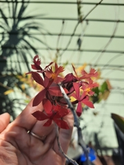 Epidendrum ibaguense