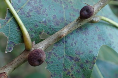 Kokkocynips imbricariae