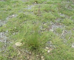 Muhlenbergia