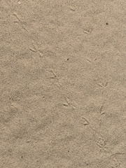 Geococcyx californianus