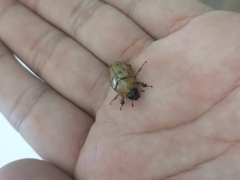 Cyclocephala
