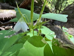 Oxalis trilliifolia