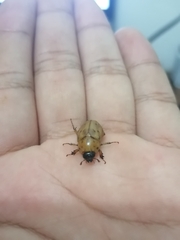 Cyclocephala