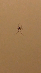 Latrodectus geometricus