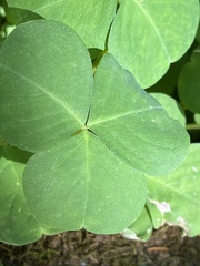 Oxalis trilliifolia