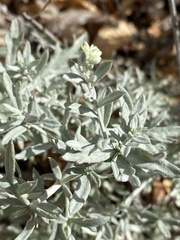 Artemisia ludoviciana