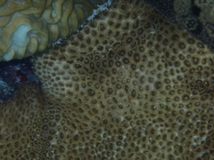 Palythoa caribaeorum