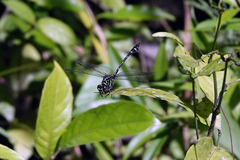 Ictinogomphus lieftincki