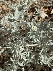 Artemisia ludoviciana