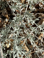 Artemisia ludoviciana