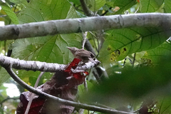 Colluricincla affinis