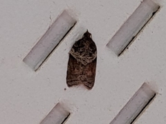Acleris