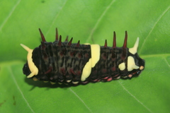 Papilioninae