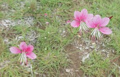 Gaura