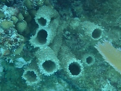 Callyspongia aculeata