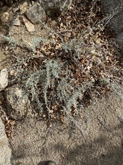 Artemisia ludoviciana