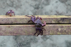 Metopograpsus frontalis