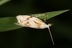 Aethes seriatana
