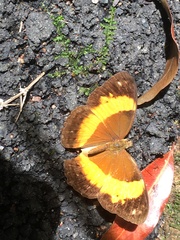 Cupha prosope