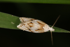 Aethes seriatana