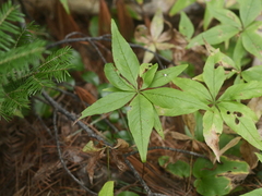 Lysimachia borealis