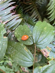 Prosartes smithii