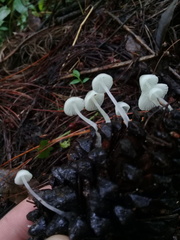 Hemimycena lactea