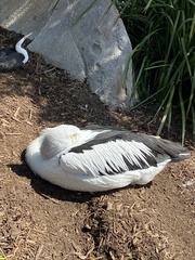 Pelecanus conspicillatus