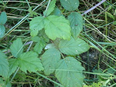 Rubus