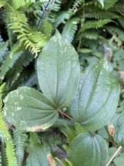 Prosartes smithii