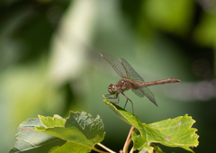 Sympetrum costiferum