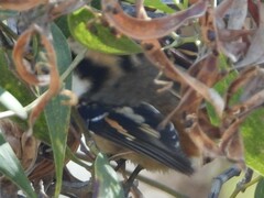 Aphrastura spinicauda