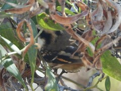 Aphrastura spinicauda